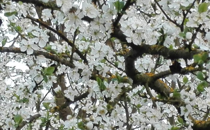 Primavera 2017
